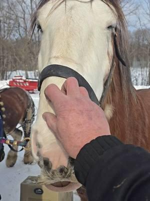 #barksandtailsrescue #rainbowbridge #puprescue #dogrescue #givingback #winter #festival #thankyou #all who have #donated  @Tammy Burr139 