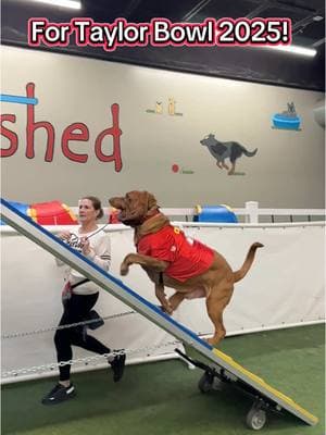 Big Red is ready for Game Day! #superbowl2025 #taylorbowl #cliffordthebigreddog #bigred #bloodhound #fitfido #DogTraining #karmaismyboyfriend 