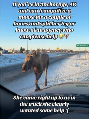 ATTN #ANCHORAGE #AWCC #AlaskaZoo #StateTroopers #wildlife #moose #hurtmoose #fyp #foryou #viral #Alaska #help 