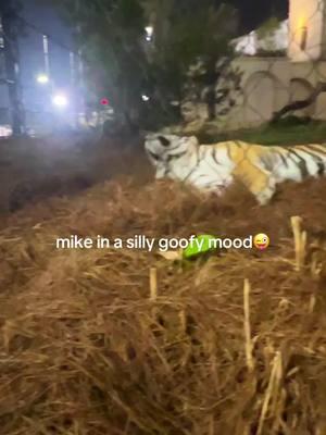 he’s actually so funny everyone started laughing 🤣 #fyp #foryoupage #trend #tiktok #college #viral #lsu #geauxtigers #mikethetiger #funny 