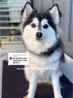 Replying to @Nicole Lagace  Sweet Dahlia is full grown now at 15 lbs! If you want one like her, join our waitlist now! #fyp #pomsky #puppytiktok #huskypuppy #pomskypuppy 