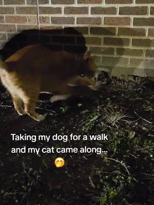 Its Franklin #walk #whereisit #dogtok #aussie #orangecatsoftiktok #cattok #bricks #viral 