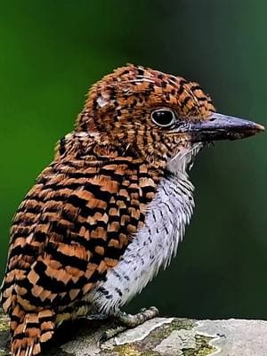 Standing still on the branch, eyes sharp as a torch—an elusive hunter of the jungle. The Banded Kingfisher (Lacedo pulchella) is a striking and unique species of kingfisher found in the dense tropical forests of Southeast Asia. Unlike many other kingfishers, it prefers forest interiors rather than waterways. This medium-sized bird exhibits strong sexual dimorphism: males have a vibrant blue crown and reddish-brown upperparts, while females feature black-and-rufous banding across their bodies. Known for its distinctive loud calls, the Banded Kingfisher primarily feeds on insects, small reptiles, and other forest prey. It nests in tree cavities and is often elusive, making it a prized sighting for birdwatchers. #bandedkingfisher #DidYouKnow #birds #kingfisher 