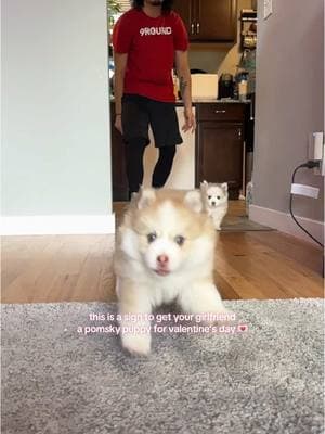 girls, send this to your boyfriends 🌹 #fyp #pomsky #puppytiktok #huskypuppy #pomskypuppy #cutepuppy 