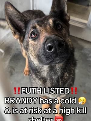 **ON EUTH LIST: CAN BE KILLED AT ANY TIME** BRANDY - ID #A814770 (available 1/30/25) **MEDICAL WAIVER REQUIRED (coughing)** Located: Devore Shelter Description: I am a brown and black, unaltered female, who looks like a Shepherd mix. Age: I am estimated to be 1 year old. More Info: I am in kennel D 33. I have been at the shelter since Jan 25, 2025. I was found near Cajon Blvd X Kenwood Ave in Devore. Shelter information Location: San Bernardino County - Devore Shelter Phone Number: (909) 386-9820 Address: 19777 Shelter Way San Bernardino, CA 92407 Rescue coordinator email:  SBAC.rescue@dph.sbcounty.gov #rescuingsaveslives #fosteringsaveslives  #devoreshelter #devoreanimalshelter #devoreshelterdogs #spayandneuter  #microchipyourpets #fyp #foryourpage #foryoupage #help #rescue #la #sandiego #sanbernardino #cali #california #urgent #euthlisted #gsdoftiktok #gsdlovers #gsdlove #germanshepherds 