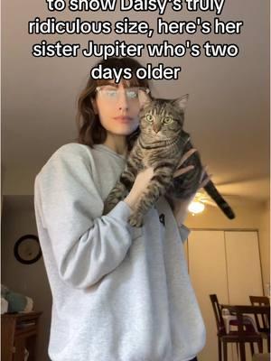 She's also bigger than our two year old cat #fyp #cat #catsoftiktok #blackcat #daisymae #jupiter #catmom #kittycat #kitten #torbie 