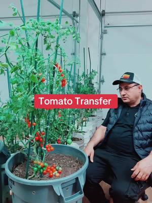 Tomato transfer #narayandhakal01 #nepalitiktok #fyp #tomato #organic #athomegarden☘🌿🍃🌴🌲 #xyzbca 