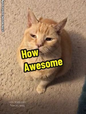 #imawesome #funnycat#orangecat #catsoftiktok #thereacatlivesofnj 