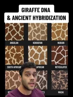 Cryptic Giraffe Species #sciencetok #evolution #biology #stem #africa #scienceteacher #animals #LearnOnTikTok #mystery #dna #ancient #giraffe #zoology 