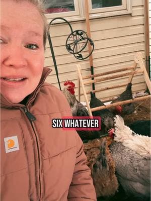 Your engagement in my post will help me be able to be able to ask for a variance so I can keep my rooster and all of my hens. I appreciate your support.  #thehappychickcoop #backyardchickens #governmentoverreach 