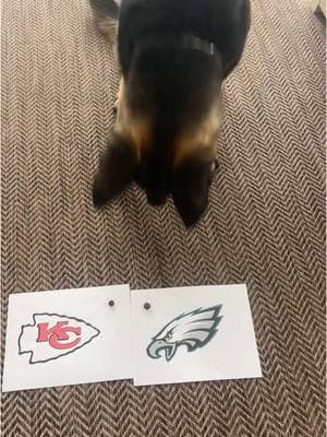 Did molly pick right #perdiction #2025 #SuperBowl #dogsoftiktok #eagles #chiefs 