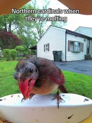 Lockjaw 💥😍❤️‍🔥 #birdbuddy #birdfeeder #wildlife #birds #birbs 