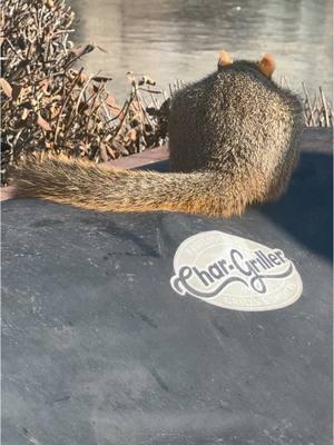 Squirrel Chronicles  Episode 62 Squirrels Babies Chillin On Deck #shapoppinwithshannon #squirrels #squirrelsoftiktok #squirreltok #wildlife #nature #storytime #squirrelchronicles #fypシ #furryfriends #animals #animalsoftiktok #GOMP #mypetsquirrel #squirrel #squirrelgang🐿 #squirrellife #furbaby #samuel #samuelj #mysquirrel #mypetsquirrel #squirrelsoftiktok #squirrels #squirreltok 