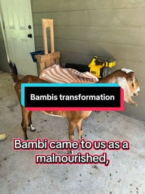 Bambis transformation #julufarms #animals #pets #hobbyfarm #goats #goat #farmlife #mininubian #nubian #farm #transformation 