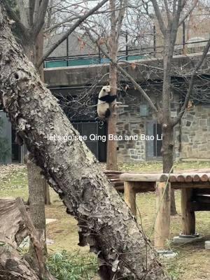 Seeing Bao Li and Qing Bao the pandas was an unforgettable experience. #qingbao #baoli #qingbaopanda #baolipanda #nlxx #nomilux 