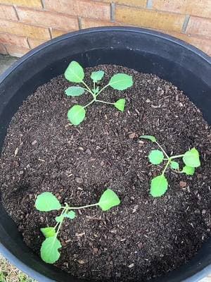 This season will be better for my greens. Everything else did well. I’be added several more veggies to my container gardening this year. 🥰  #garden #gardening #sowingseeds #collardgreens #yellowpotatoes #lettuce #mustardgreens #mustard #grow #growseason 