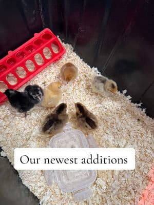 Our newest additions🥹🐥 follow along to watch them grow🐓 #babychicks #beginnerhomesteader #chickens #homesteading 