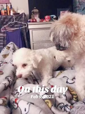 #onthisday all these years and she still bullies my poor snoop  #caughtintheact #maltipoo #dogsoftiktok #fypage #fy #doglover #snoopandharley #badgirl 