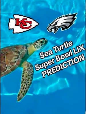 “JJ Keys” predicts the Super Bowl LIX outcome at The Turtle Hospital! 🏈🐢 JJ Keys is a juvenile green sea turtle who is in rehab after suffering from fibropapillomatosis and hopes to make a full recovery. ❤️‍🩹  We hope you all have a safe and exciting Super Bowl Sunday! ❤️ @TurtleBette  #SuperBowl #superbowl59 #superbowlLIX #SB59 #SBLIX #Chiefs #Eagles #greenseaturtle #green #greenturtle #feeding #feedingseaturtles  #rescuerehabrelease #seaturtlerescue #turtle #turtlehospital #marathonturtlehospital #theturtlehospital #sea #seaturtle #seaturtles #science #nature #ocean #beach #seaturtlehospital #seaturtlerehab #wildlife #animals #fyp #seaturtlelove #savetheturtles #STEM #floridakeys #education #patient #connectandprotect #compassioniscontagious #animaltiktok #turtletok 