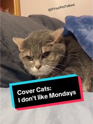 I don't like Mondays. Or any weekday, really. #mondaymood #fmondays #mondaysbelike #catmood #fyp #superbowlhangover