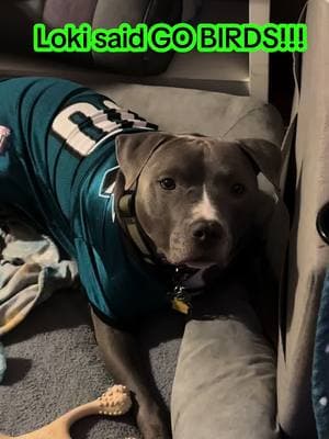 Loki said GO BIRDS 🦅 💚 @Philadelphia Eagles #dogsoftiktok #EAGLES #GOBIRDS #philadelphiaeagles #phillypibblebros #flyeaglesfly #SuperBowl #staffy #pitbull #DOG #FYP #foryoupage 