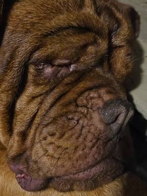 hi were new here #brandnew #newborn #newbornpuppies #doguedebordeaux #frenchmastiff 