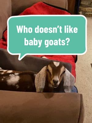 Just kidding about the ending.  #cuteanimals #cutegoat #goats #bottlebaby #bottlefed #nubiangoat #hobbyfarm #bottlebabies #housegoat #cutegoatsforyou 