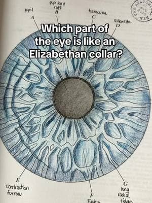 And you can color and label your own eye in my book! Anatomy of the Human Eye: a Coloring Atlas available on Amazon #optometry #iris #iridology #pupil #anatomy #ocularanatomy #optometryschool #optometrystudent #optometrylife #anatomyart 