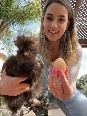 Silkie Chicken Update  Our chocolate Silkie is 8 Months old & she finally started laying cute tiny eggs! #chicken #silkie #tinychicken #silkiechickens #silkiechicken #backyardchickens #homestead #homesteading #homesteadinglife 