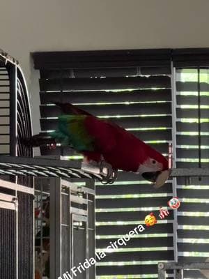 #parrotslover #viralvideo #avesdelmundo #parrots #macawsoftiktok #macaw #greenwingmacaw 