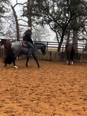 “Ezra” you might be the prettiest one yet! (VS Lady In Red x RL Best Of Sudden) #westernpleasure #americanquarterhorse #vsladyinred #vscodered #rlbestofsudden #western #horses 