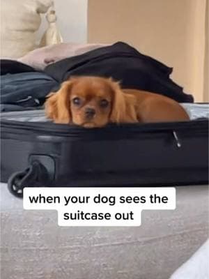 don’t leave me mom #cavalierkingcharles #cavalierkingcharlesspaniel #cavalier #cavalierpuppy #cavalierlove #cavaliersoftiktok #puppytok #sootcase #suitcase 