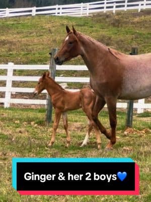 Ginger & her 2 boys💙🐴 #boymomlife #aqhacolt #broodmare #mareandfoal #foalingseason #foalsoftiktok 