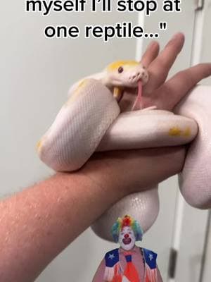 Send this to someone who said they’d only buy one reptile  #ballpython #ballpythons #ballpythonmorphs #royal Python #ballpythonsofinstagram #python #pythons #snake #snakes #snek #reptile #reptiles #reptilesofinstagram #reptilelover #reptilekeeper #pet #pets #daily #instagram #tiktok #reels #cute #fun #happy #ballpythonsoftiktok #boise #idaho 