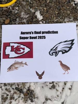 Aurora is making her Super Bowl Prediction!  @Philadelphia Eagles vs @Chiefs   2 foods-2 teams….which will it be? If she chooses quail she picks the #philadelphiaeagles If she chooses fish she picks the #kansascitychiefs   Who will she choose for the win? #eagle #baldeagle #aurora #football #SuperBowl #win #predict #lovethisgirl #lovemyjob #dayonthelife 