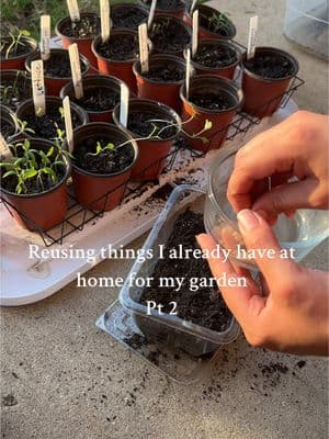 Growing jalapeños from seed 🌶️  #seedlings #jalapeño #gardeninghacks #gardeningtips #reuserecycle #SuperBowl 