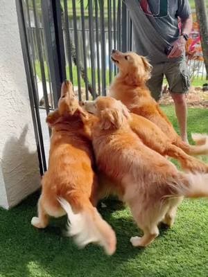 Let’s go swimming.  #goldenretriever #dogsoftiktok #goldensoftiktok #goldens #dogs #goldenretrievers  #goldenretrieverlife #swimmingpool #swimmingdog 