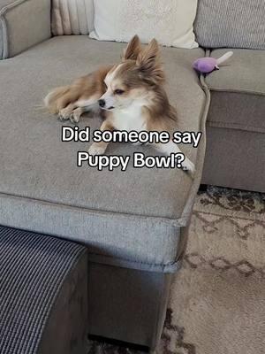 #frannielife #puppybowl #puppytiktok #franniejoy #graciebeane #frannieandthebeane #cutepuppies #chihuahuas #longhairedchihuahuas 