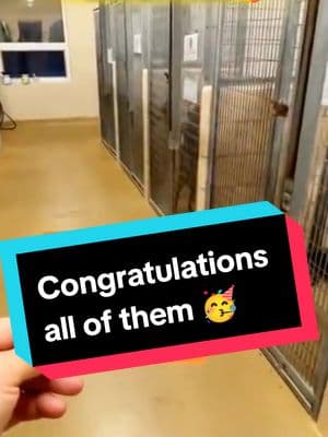 You were not alone doggies 😘😍 #PetsOfTikTok #dogsvideo #dogsoftiktok #dogs #homelessness #germensheperd  #dogadoption #to adopt a dog part 2 #fyp #foryou #shelter #shelterdog 