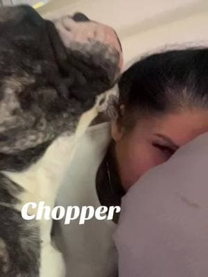 #doglife #dogmom #fypdogsoftiktok #fypdogggggggg #mychopper #exoticbully 