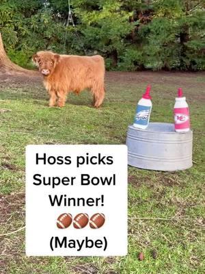 Super Cow picks Super Bowl . . . #krullfarm #minicow #minihighland #minihighlandcow #SuperBowl #falcons #chiefs #football 