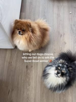 the winner has been chosen 👀 #superbowlLIX #smalldogs #pomeranians #superbowlsunday 