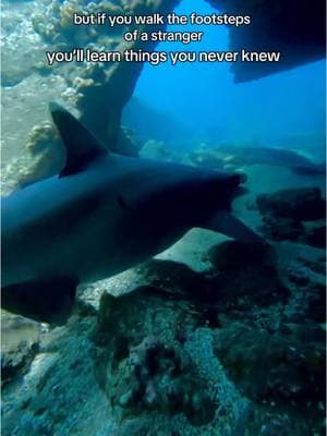 you’ll learn things you never knew #underwater #underwatervideo #sharks #turtles #seaturtles #ocean #sealife #oceanlife #colorsofthewind #gopro #whitetipshark #sharks #sharktok #oceanlover #animalsoftiktok #travel #hawaii #freedive #scubadive #dive #snorkel #travellife #traveltok #solotravel #solofemaletravel #traveling #traveltok #travelbucketlist #travelthrowback #oceananimals #seaturtle #seaturtles 