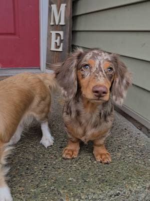 cute little puppy #puppyfever #dachshund #boylescreekside 