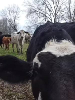 This cow wasn’t afraid of the drone and clearly wanted to be on tv!! 🤣🤣 #fyp #funnyvideos #foryoupage #fypシ #foryou #blackfarmers #cowsoftiktok #agriculture #cattlefarm #MooresFarmsNo4 #countryliving #dronevideo #dronetiktok #dronefootage #dronepilot 