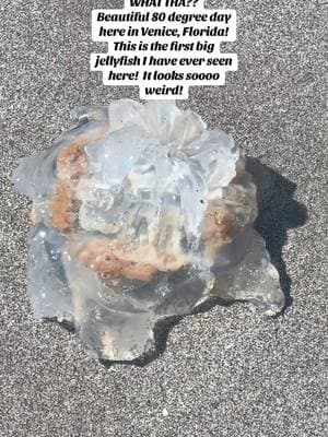 ##floridacheck #floridalife #floridaliving #florida #floridavibes #florida #venicef| #veniceflorida #beach #beachday #beachvibes #beachlife #peaceful  #caspersen #caspersenbeach #jellyfish #ewwww #nope #nature #naturelover #naturelovers #natureloversoftiktok #sealife #whatisthat 