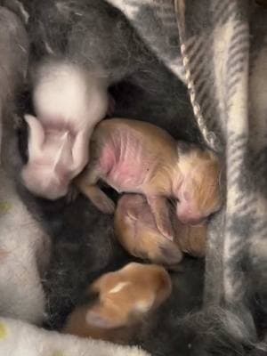 what’s better then the super bowl? baby bunnies. 🥹 #babybunnies #bunny #rabbit #bunnies #rabbits #babybunny #adopt #adoptdontshop #rescue #animalrescue #animalshelter #super bowl #superbowlsunday #puppybowl #puppybowlxv #sunday #newbornbunnies