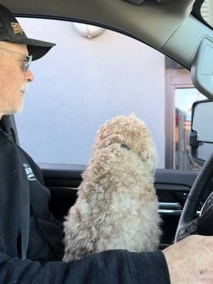 Waylon waits patiently while I struggle to pay 😂😂😂 #cavapoo #pupcup #starbucks #lifeshardsometimes #😂 