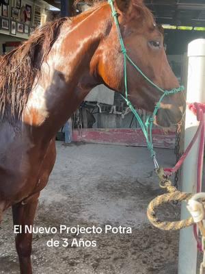 Nuevo Projecto Potra De 3 Años.  #🐎❤️ #🐎🐎🐎 #caballos #amorporloscaballos #caballistade❤️🐴🐴🐴🥃🥃🥃😎 #caballistasdecorazon #horsesoftiktok #citycowboy #horses #horsemanship #caballoscuba #horse #cowboy 