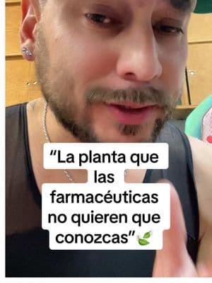 “La planta que las farmacéuticas no quieren que conozcas” #moringa #arboldelavida #fyp #rosabella 